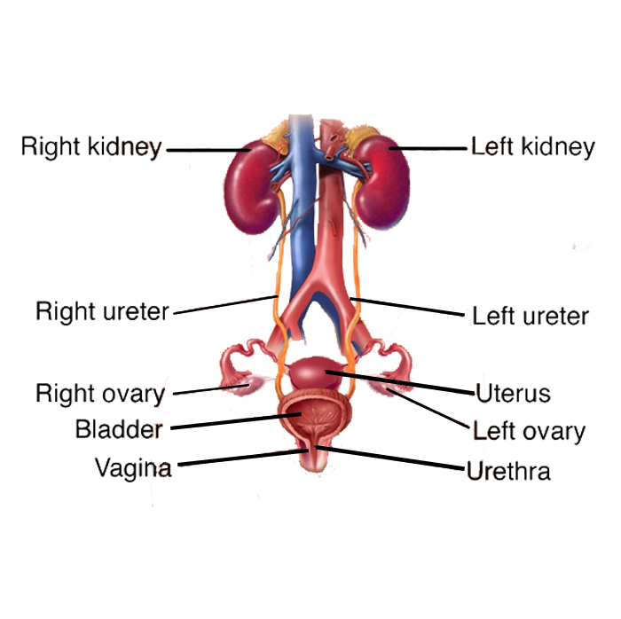 Female Kidney Image