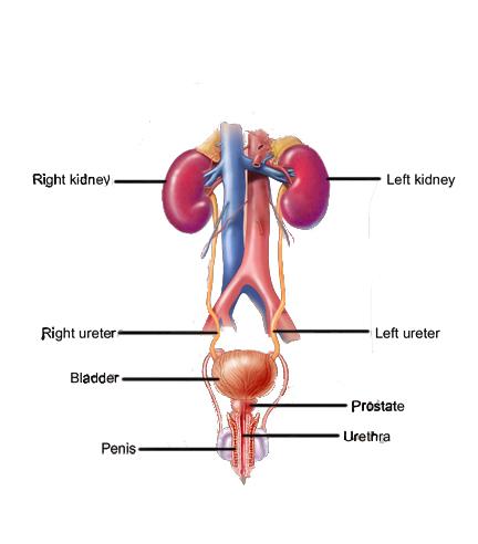 Male Kidney Image